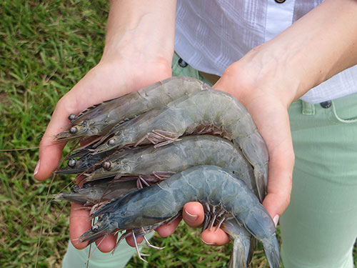 FOA-Shrimp-in-Hand.jpg